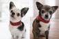 Preview: Glitzer Hundehalsband Rot mit Strass | soft gepolstert & handgefertigt