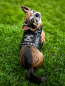 Preview: Rockerkutte / Lederjacke "Born to Be Wild" - Maßgeschneidertes Hundegeschirr aus Kunstleder