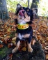 Preview: Biothane Halsband Rettungshund, Feuerwehr personalisiert mit Wunschtext