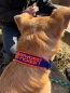 Preview: Hundehalsband Leberwurst ihr Ficker oder Wunschtext Namenshalsband orange blau