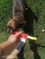 Mobile Preview: Hundespielzeug Dummy Zergel schwimmfähig aus Feuerwehschlauch