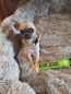 Preview: Baby Dummy Hundespielzeug