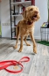 Preview: Mitwachsendes Welpenhalsband Hundehalsband Kuss