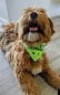 Preview: Hundehalsband mit Tuch personalisiert