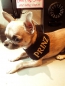 Preview: Hundehalstuch mit Druckknopf Prinz schwarz