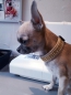 Preview: Strasshalsband Glitzerhalsband Hundehalsband mit Strass und Polsterung beige gold