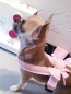 Preview: Führgeschirr Hundegeschirr rosa kariert mit Schleifchen