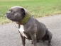 Preview: Wunschtext Halsband personalisiertes Halsband Hundehalsband grün/braun mit Polsterung