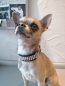 Preview: Strassoptik Hundehalsband Strasshalsband mini 2cm breit