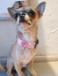 Mobile Preview: Hundehalsband kariert rosa 2cm breit