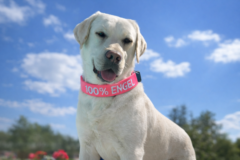 Preview: Neon Biothane Hundehalsband - personalisiert mit Wunschtext / wasserfest & robust