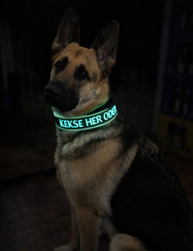 Preview: GlowTex Wunschtext-Hundehalsband – Glow in the Dark mit Neon-Softshell
