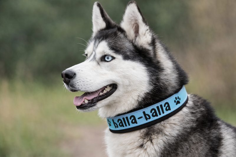 Preview: SkyBlack Comfort- Biothane-Halsband mit Softshell-Polster