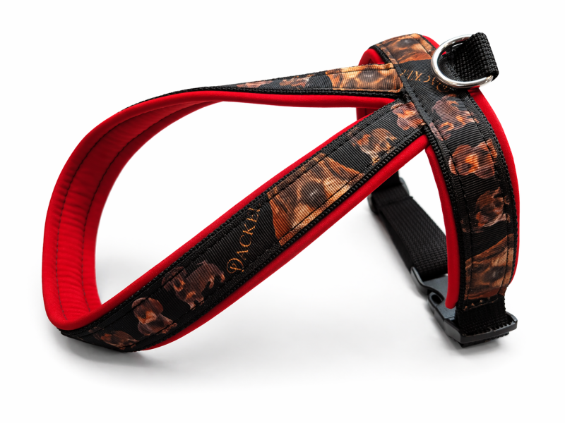 Handgemachtes Rauhaardackel Führgeschirr nach Maß – gepolstert, verstellbar & individuell