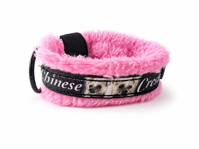 Preview: Hundehalsband für Chinese Crested – Rundum gepolstert mit Wellness-Fleece