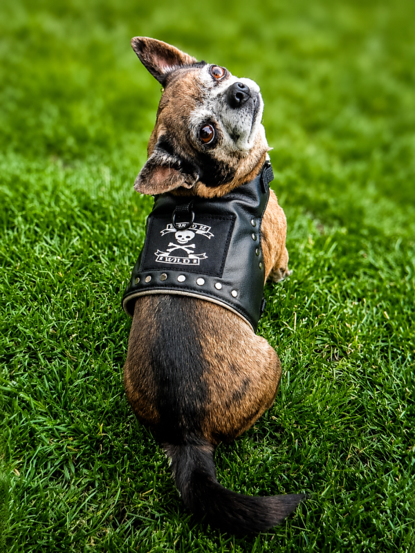 Rockerkutte / Lederjacke "Born to Be Wild" - Maßgeschneidertes Hundegeschirr aus Kunstleder