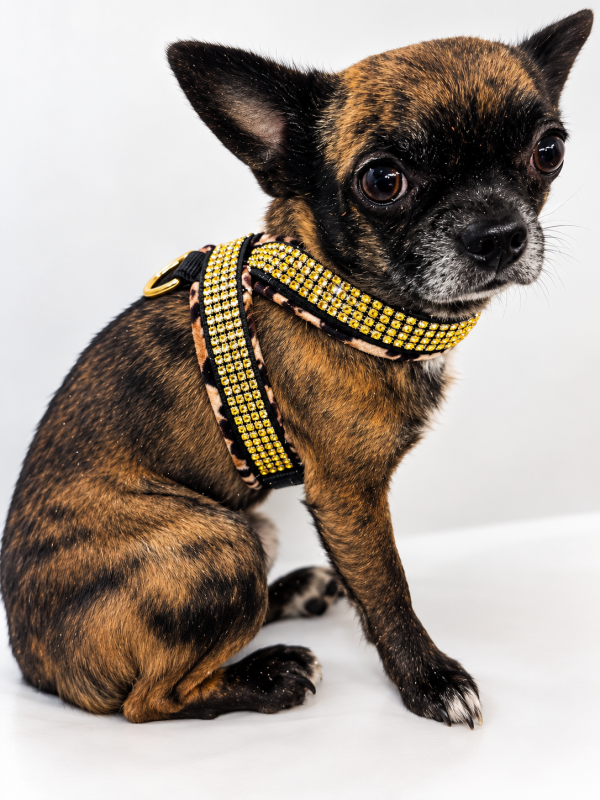 Preview: Hundegeschirr Leoparden-Look mit Strassoprik in gold weich gepolstert