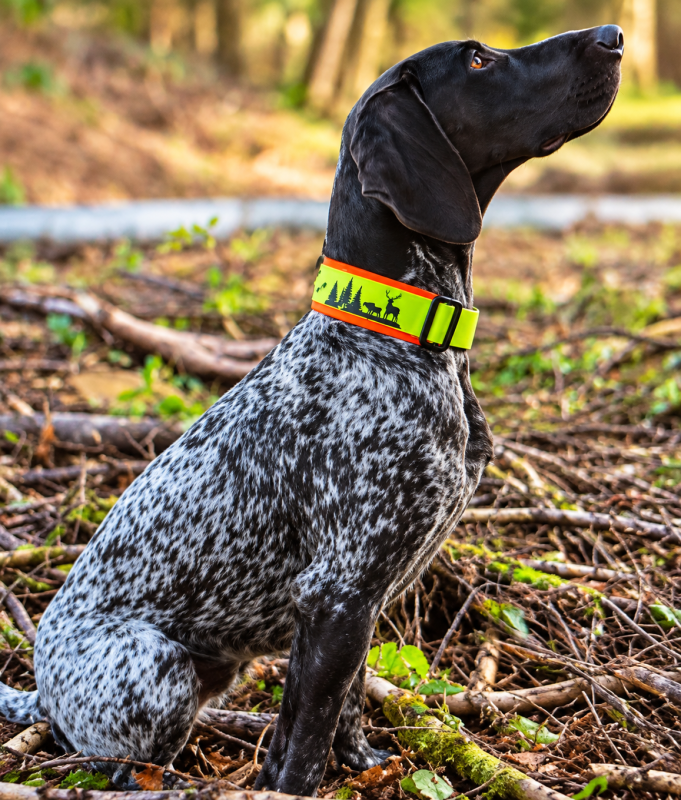 Preview: Biothane Jagdhund -Signal-Halsband- Neongelb/Neonorange, 5 cm breit