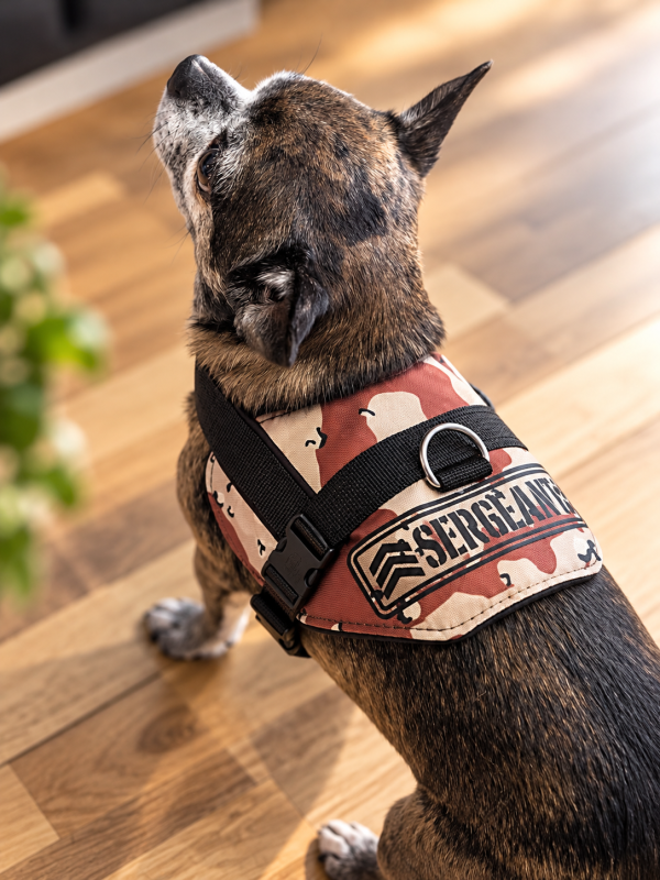 Preview: Sattelgeschirr für kleine Hunde bis 7 kg – handgemacht nach Maß mit Wunschtext
