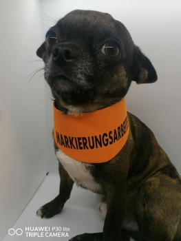 Hundehalstuch mit Druckknopf Bauaufsicht