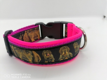 Rauhaardackel Dackel Teckel  Halsband mit Polsterung 3,5cm breit