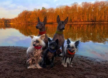 Personalisiertes Hundehalsband aus Kork