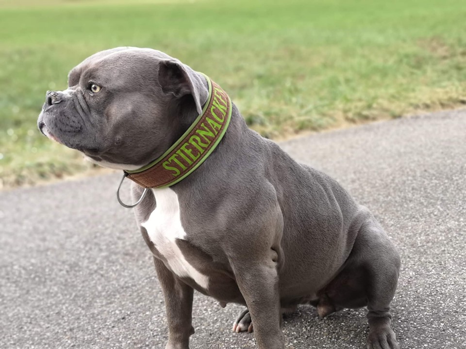 wunschtext-halsband-personalisiertes-halsband-hundehalsband-gruen-braun -  Hot Dog Shop Handgemachte Hundehalsbnder, Leinen fr alle Rassen