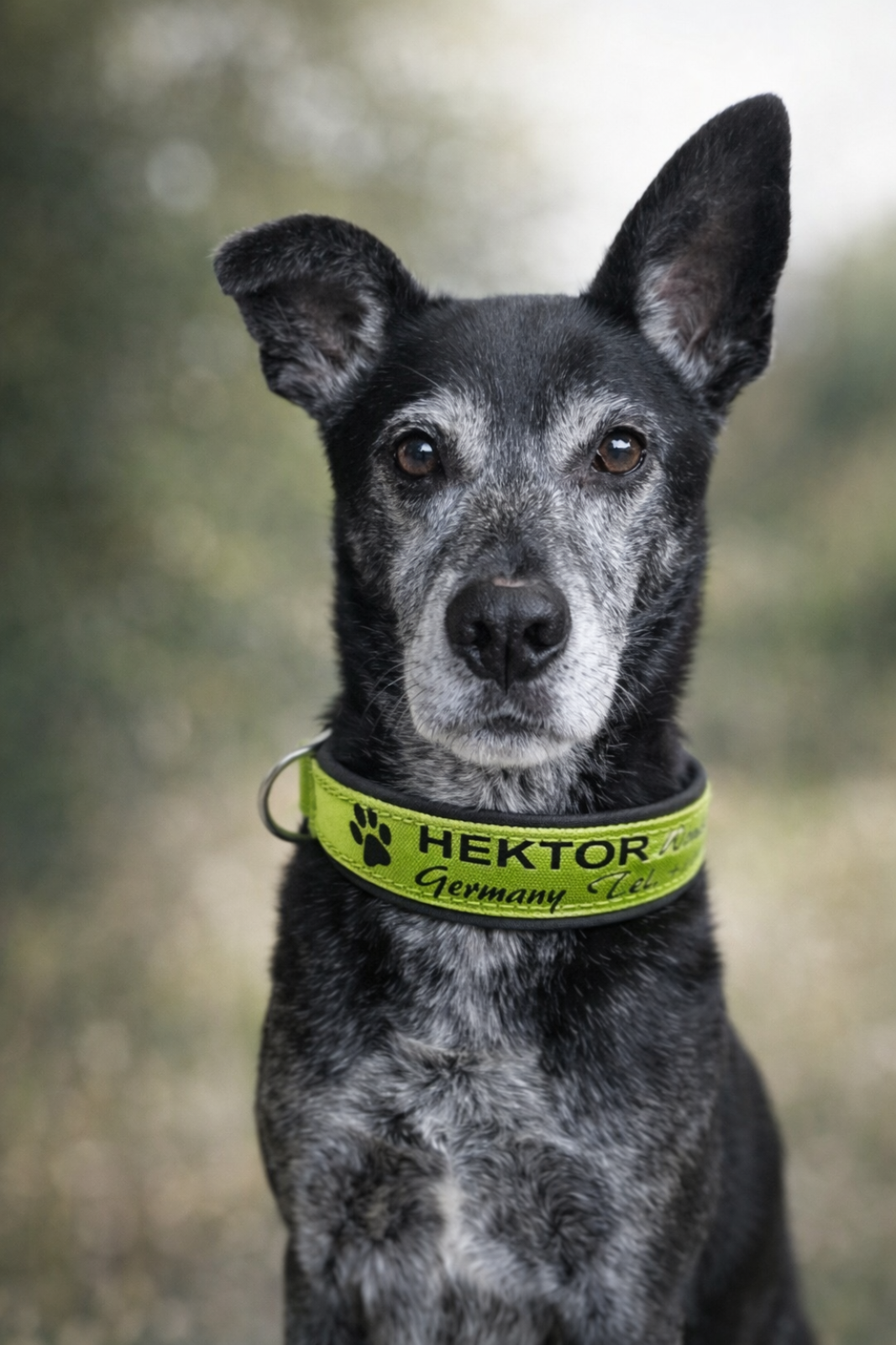 Personalisiertes Hundehalsband "Green Black Comfort" - gepolstert, robust & individuell