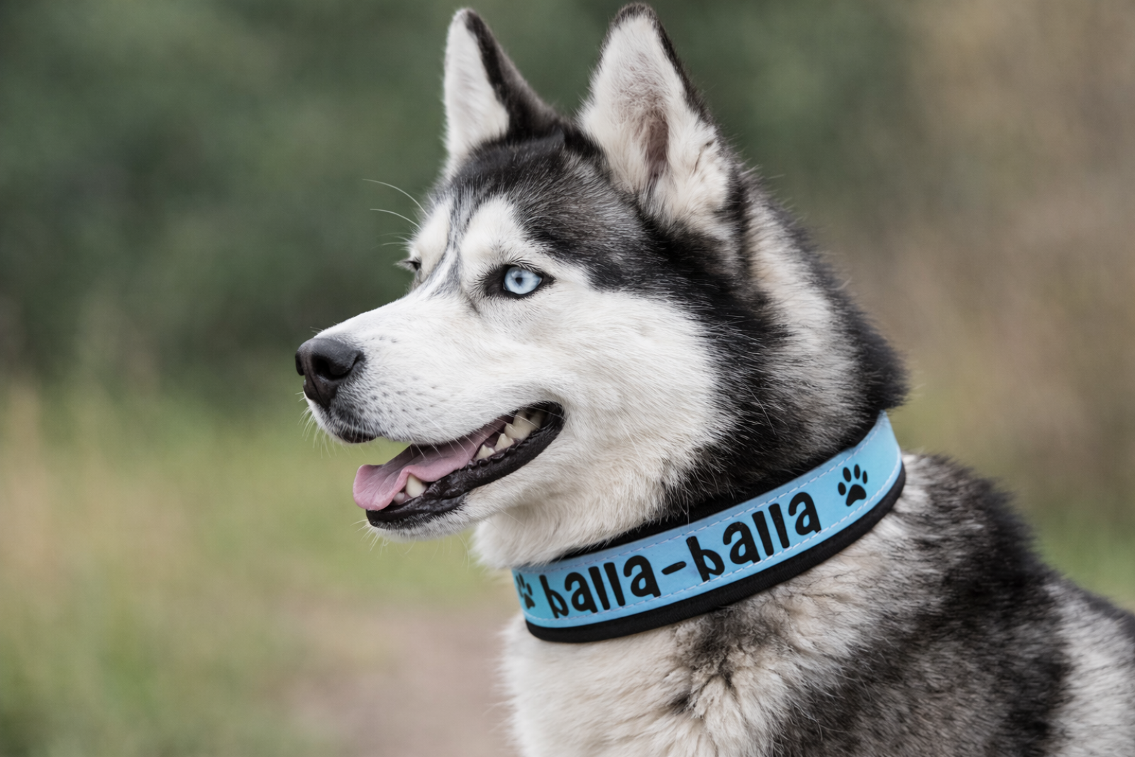 SkyBlack Comfort- Biothane-Halsband mit Softshell-Polster