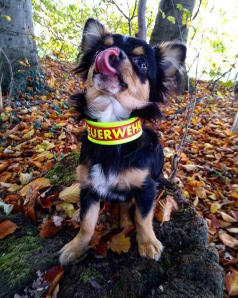 Biothane Halsband Rettungshund, Feuerwehr personalisiert mit Wunschtext