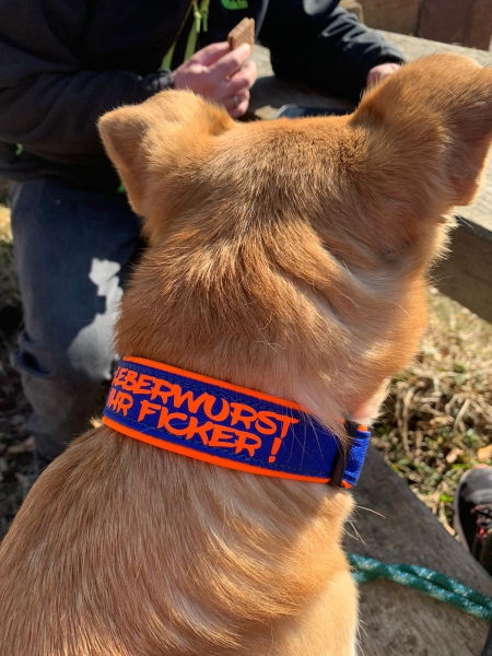 Hundehalsband Leberwurst ihr Ficker oder Wunschtext Namenshalsband orange blau