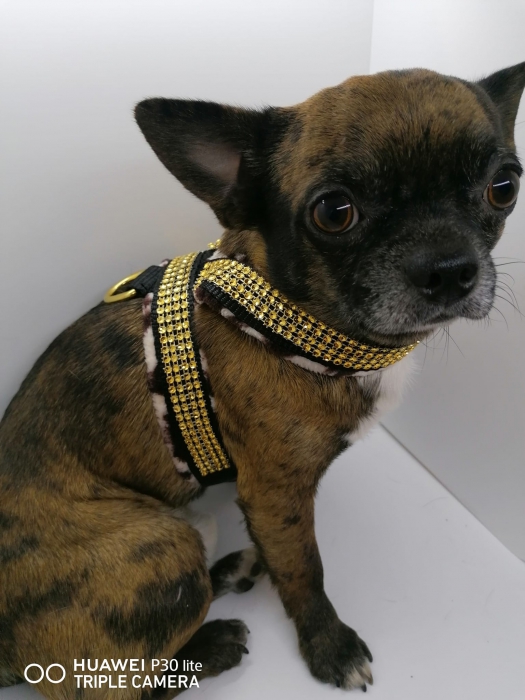 Hundegeschirr Leoparden-Look mit Strassoprik in gold weich gepolstert