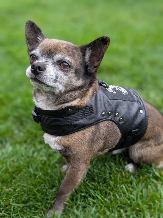 Rockerkutte / Lederjacke "Born to Be Wild" - Maßgeschneidertes Hundegeschirr aus Kunstleder