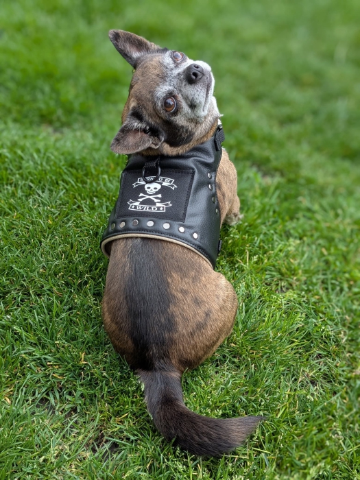 Rockerkutte / Lederjacke "Born to Be Wild" - Maßgeschneidertes Hundegeschirr aus Kunstleder