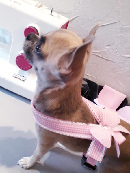 Führgeschirr Hundegeschirr rosa kariert mit Schleifchen