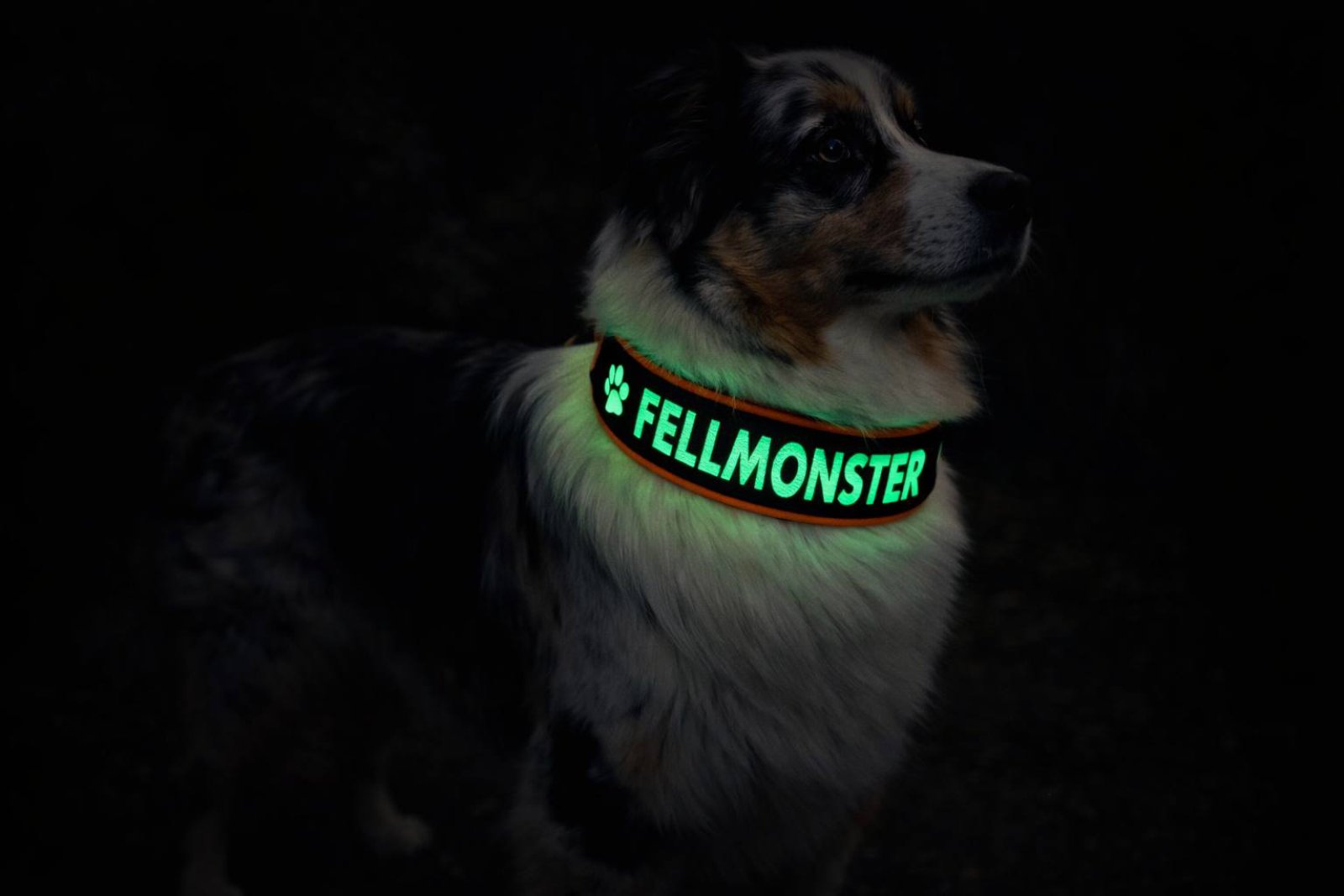 GlowGuard-Nachtleuchtendes Hundehalsband mit Wunschtext
