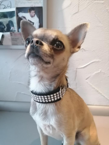 Strassoptik Hundehalsband Strasshalsband mini 2cm breit