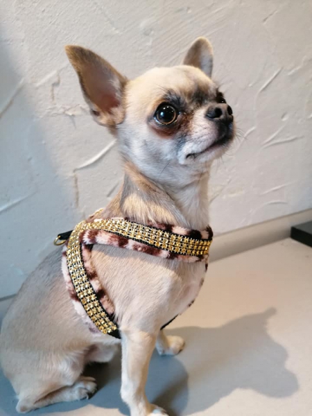Hundegeschirr Leoparden-Look mit Strassoprik in gold weich gepolstert
