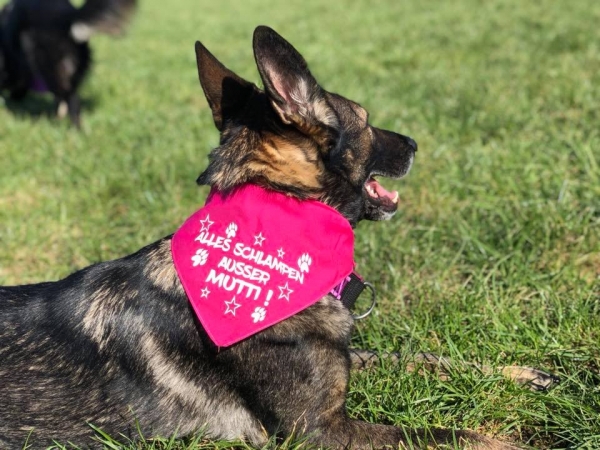 Halstuch zum Knoten alles Sch... außer Frauchen Glitzertext Hundehlastuch